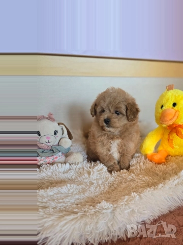 Помапу момиче , снимка 2 - Пудели - 52855743