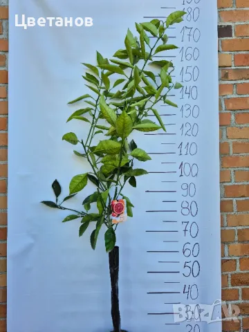 Портокал Тароко - Кървав портокал