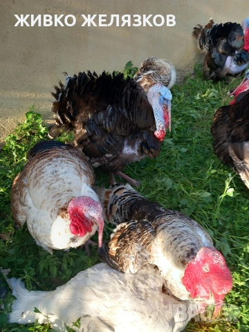 Продавам , домашно-отгледани пуйки,пуяци,петли и кокошки,  за разплод  , снимка 8 - Кокошки и пуйки - 53639962