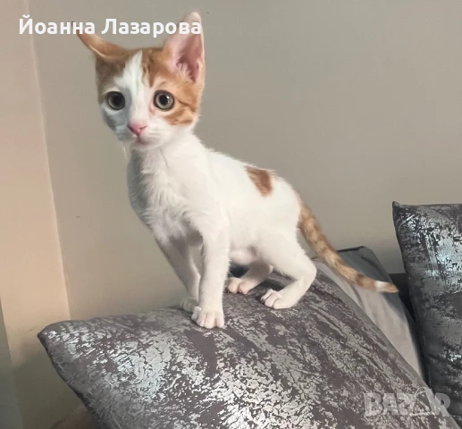 СПЕШНО!Подарявам котенце, снимка 1