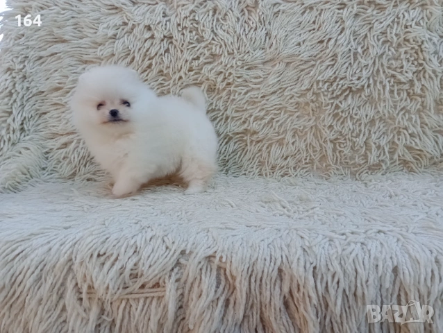 Мъжки Померан. Реални снимки от 06.04.26 г. , снимка 3 - Померан - 54121711