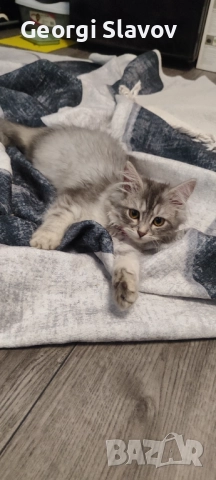 Сибирски котета, снимка 7 - Сибирски - 51027920