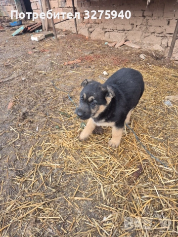 Источноевропейска овчарка, снимка 4 - Немска овчарка - 53113311