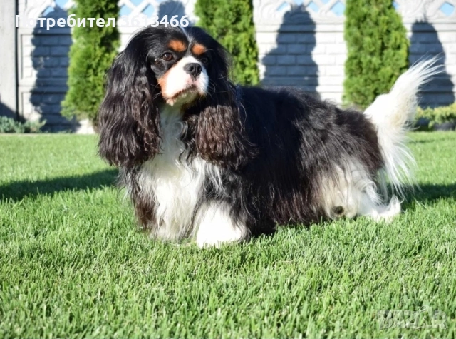 Кавалер кинг чарлз шпаньол трицветни и бленхайм , снимка 8 - Кавалер кинг чарлз шпаньол - 52872259