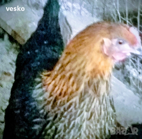 Ярки пред пронасяне Супер Харко, снимка 3 - Кокошки и пуйки - 53614822