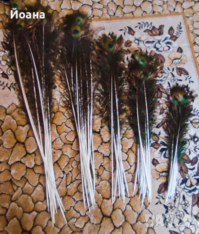 Продавам паунови пера, снимка 6 - Декорация за дома - 51413335