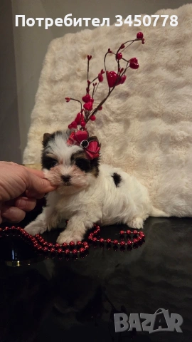 мини момиченце йоркшир биро, снимка 4 - Йоркширски териер - 53513378