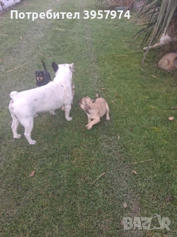 Продава се мъжко булдоче на 3 и половина месеца с три ваксини и паспорт , снимка 3 - Френски булдог - 53028052