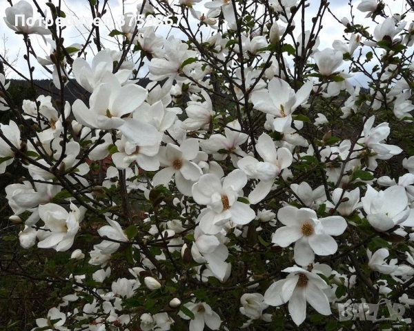 🩷🌿🌸 Магнолия Alba Superba (Magnolia soul. Alba Superba) , снимка 2 - Градински цветя и растения - 53842939