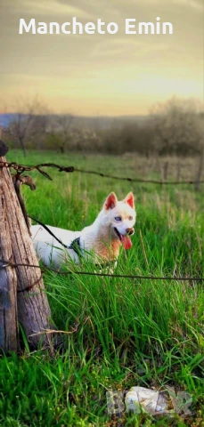 Бяло сибирско хъски албинос , снимка 2 - Хъски - 51012289