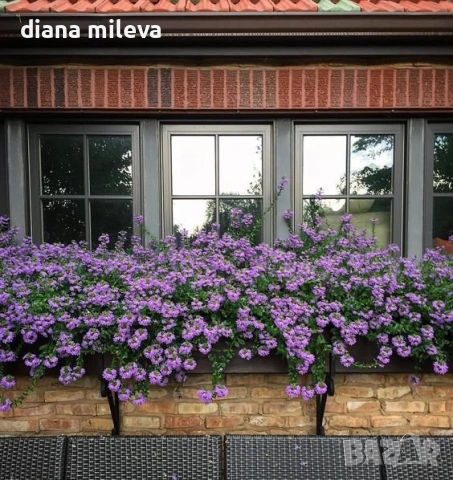 Скаевола - лилава, бяла и розова!!, снимка 3 - Градински цветя и растения - 54161547