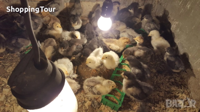 пилета Брами различни разцветки, снимка 2 - Кокошки и пуйки - 54263261