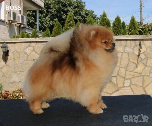 Померан РОДОСЛОВЕН FCI, снимка 4 - Померан - 53851606