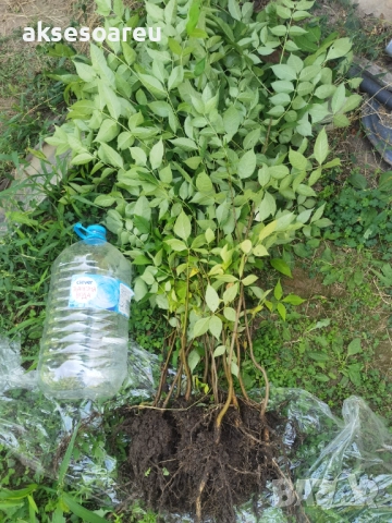 Нова здрава Еводия над метър Фиданки от медоносното дърво на пчеларя разсад високи дръвчета , снимка 8 - Разсади - 51647548