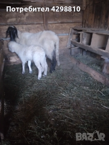 Овце, снимка 4 - Овце - 52926194