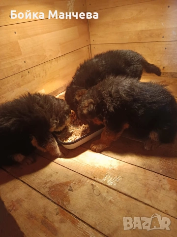 продавам немски овчарки , снимка 2 - Немска овчарка - 54251037