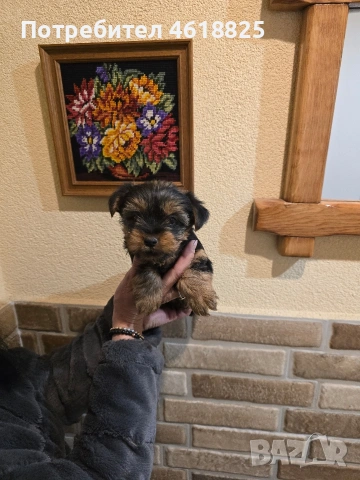 Йоркширски териери , снимка 6 - Йоркширски териер - 53137251
