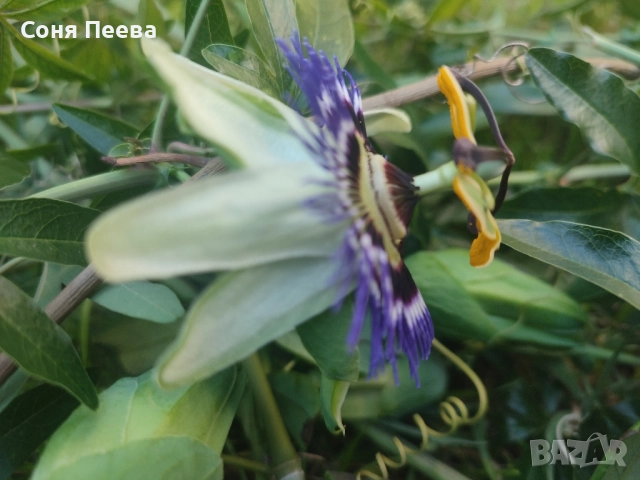 Пасифлора в контейнер, снимка 7 - Градински цветя и растения - 51752208