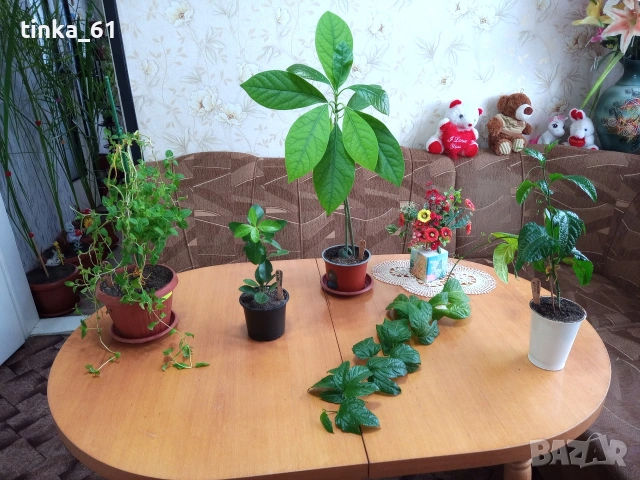 Стайни цветя , снимка 2 - Стайни растения - 50278681