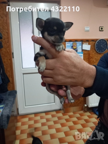 чихуахуа , снимка 2 - Чихуахуа - 52503609