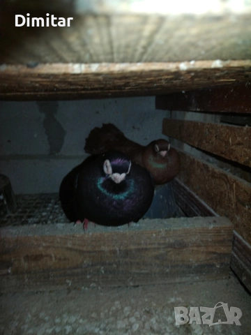 Работеща двойка