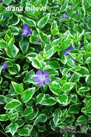 Винка Вариегатна, Vinca major Variegata, снимка 1 - Градински цветя и растения - 46316689