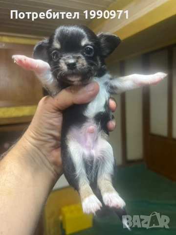 Мъжко мини чихуахуа