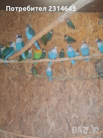 Неразделки 