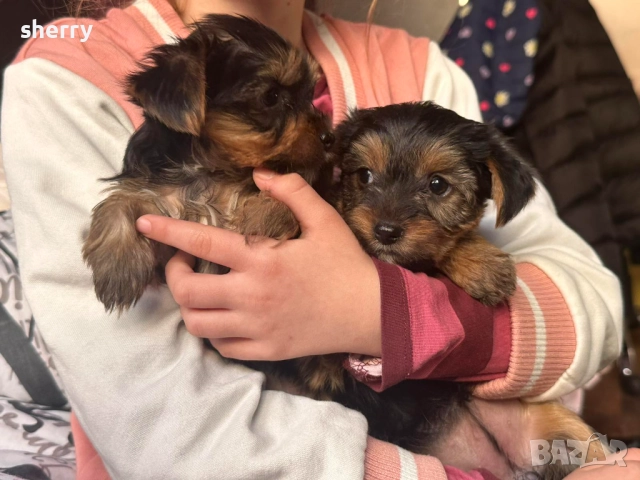 Мини йоркита, снимка 1
