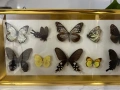 Рамка с екзотични пеперуди Азия, снимка 6
