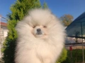 Померан/Померани, снимка 8