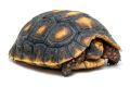 Червенокрака Костенурка Карбонария Голяма - Red-footed tortoise, Chelonoidis carbonarius, снимка 9