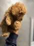 Пудел той/Poodle Toy, снимка 5