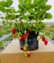 Разсад Ягоди и Малини, снимка 5