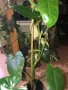 Philodendron Burle Marx , снимка 4