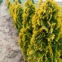 Туя Златен Смарагд, Thuja Occidentalis Golden Smaragd, снимка 2