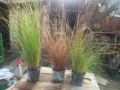 Карекс - Декоративна трева, снимка 5