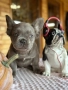 Френски булдог, снимка 8