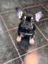 Френски булдог кученца, снимка 1 - Френски булдог - 45681921