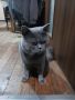 Продавам сини британски късокосмести котета, снимка 2