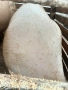 Продавам угоени прасета , снимка 2