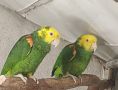 Двойки големи папагали, снимка 1 - Папагали - 45526868
