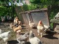 Малки Джак ръсели.Млади пуйки, кокошки Брама, пилета и юрдечки, снимка 13