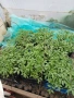 Продавам разсад от български сортове домати., снимка 3