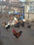 Домашни кокошки и петли, снимка 2