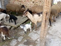 плевенски овце хубави , снимка 9