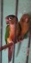 Двойки папагали , снимка 16