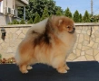 Померан РОДОСЛОВЕН FCI, снимка 4