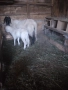 Овце, снимка 4