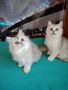 Продават се Шотландски и Британски котенца , снимка 1 - Британска късокосместа - 45934936